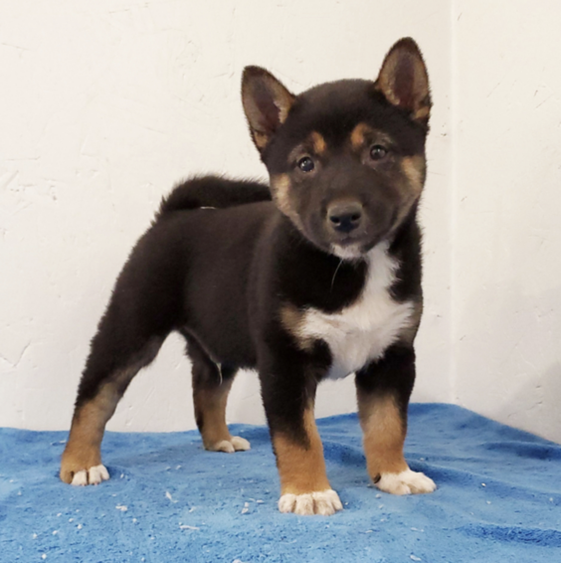 comprar cachorros sanos, baratos y asequibles para la venta